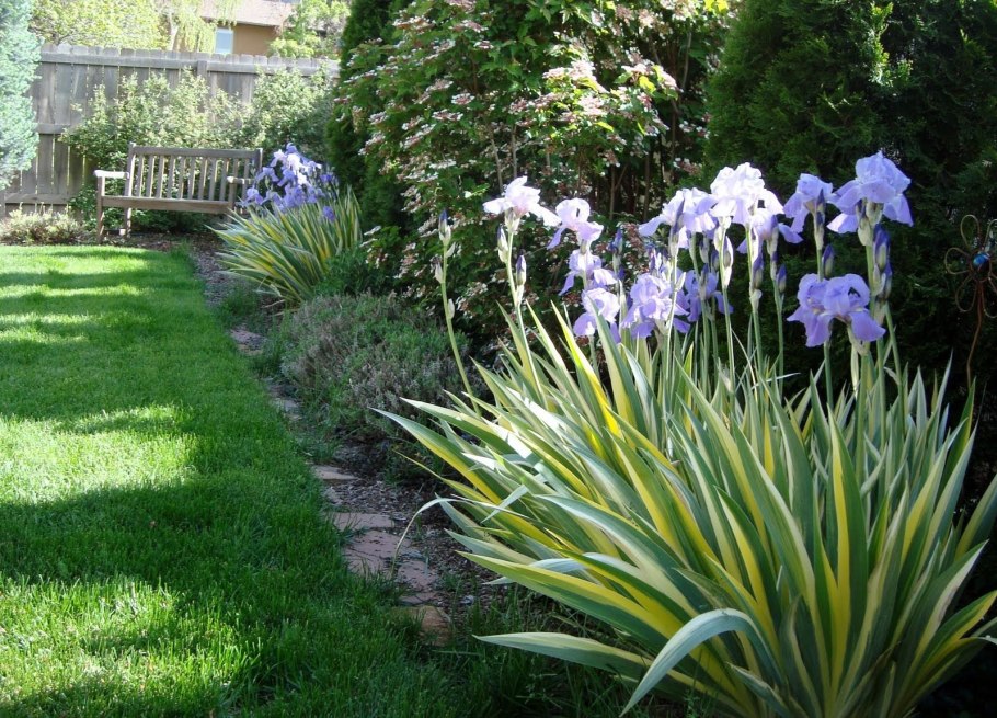 Лилейник и ирисы на клумбе
