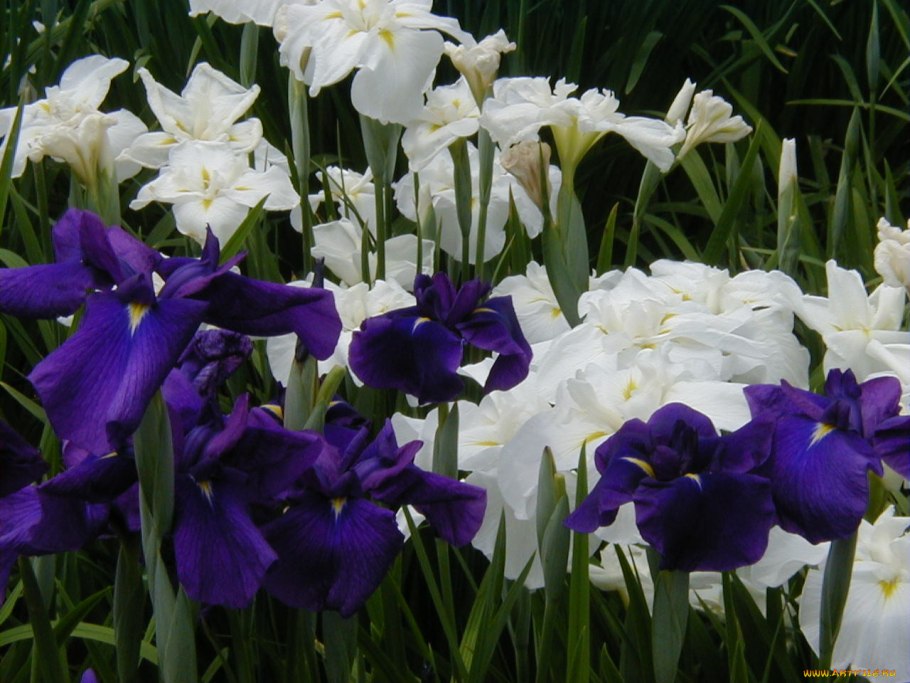 Ирисы Валерия Тодорова
