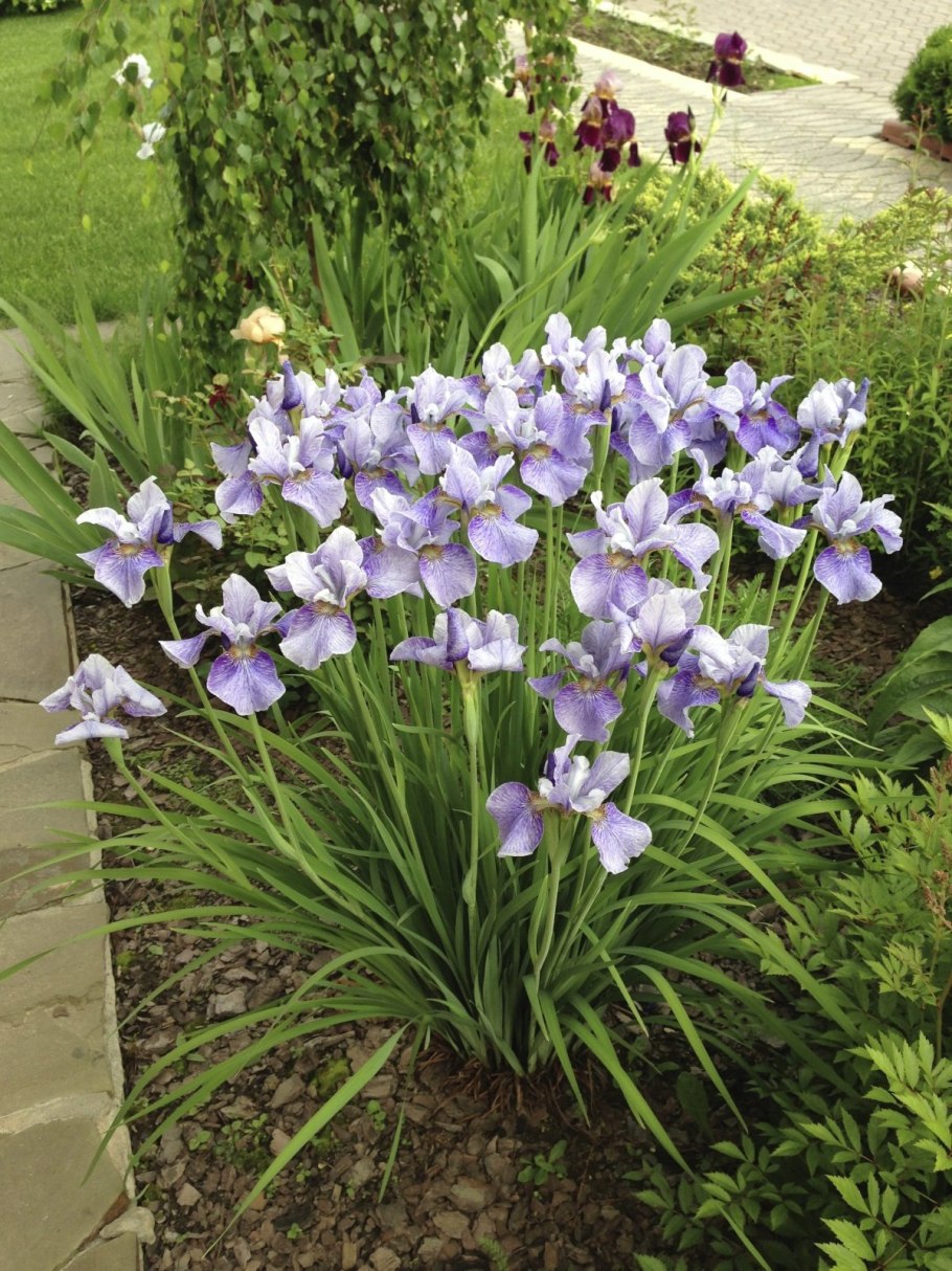 Ирис белый на клумбе