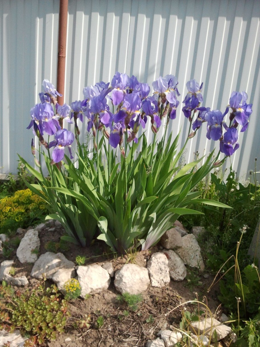 Ирис Сибирский Дабл стандарт