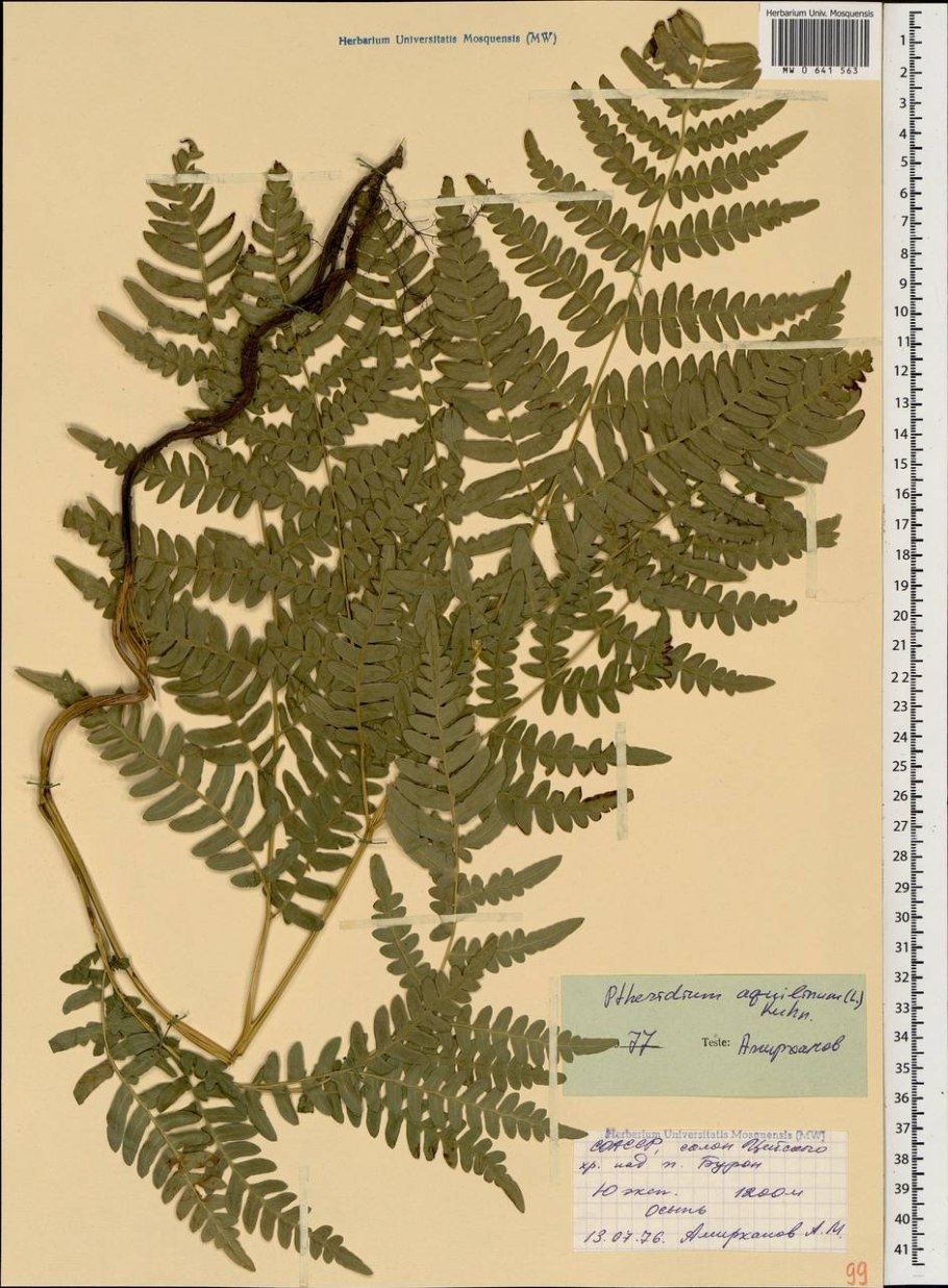 Папоротник орляк обыкновенный