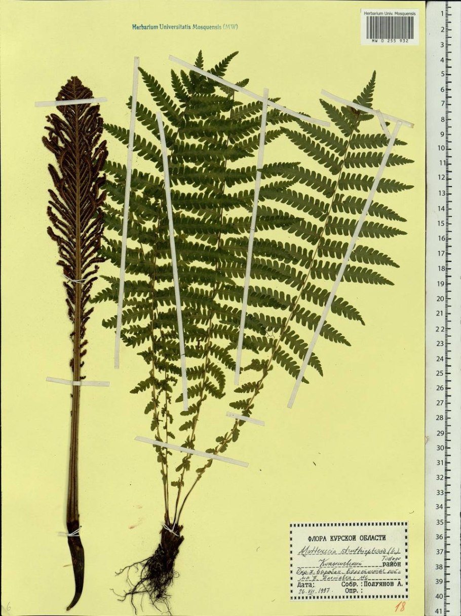 Папоротник Дриоптерис