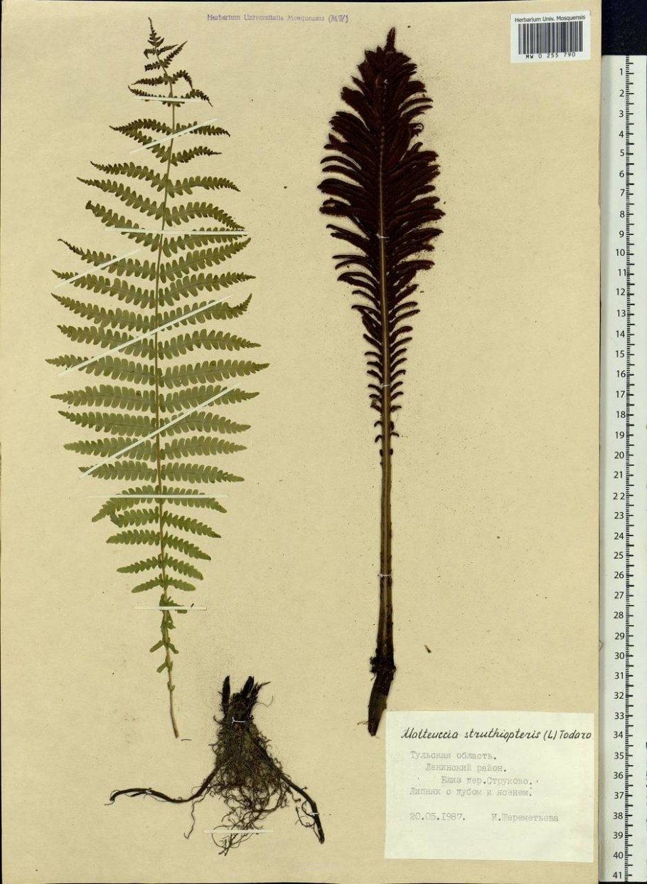 Папоротник орляк