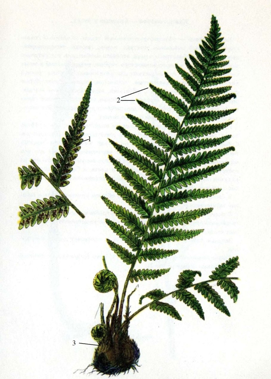3. Орляк обыкновенный (Pteridium aquilinum)
