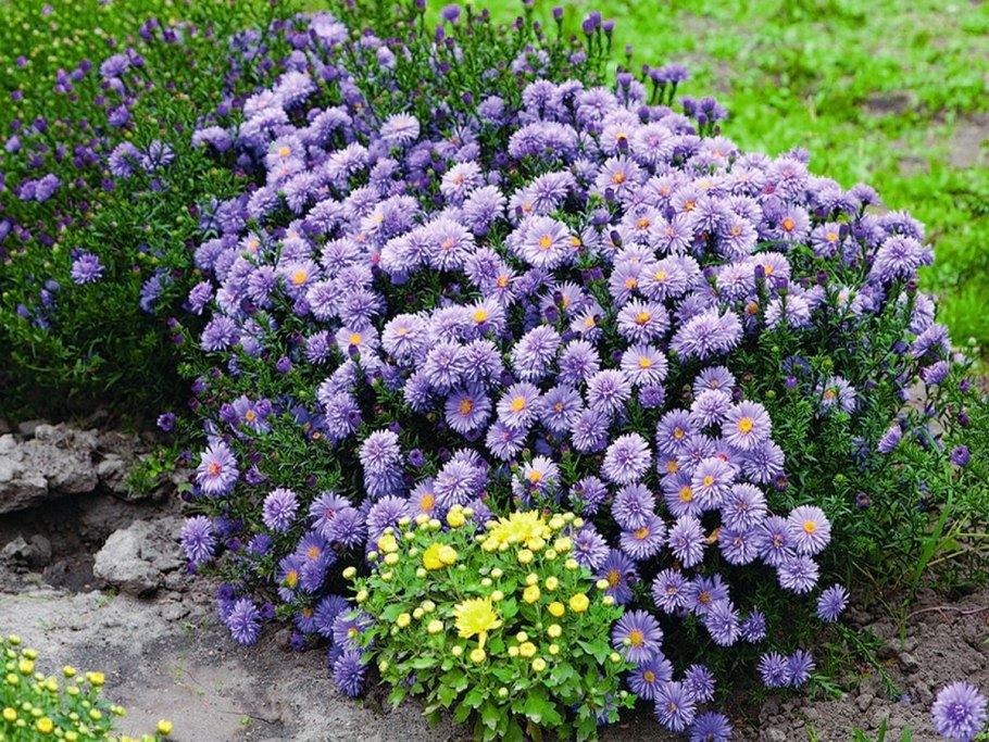 Низкорослые тенелюбивые многолетники