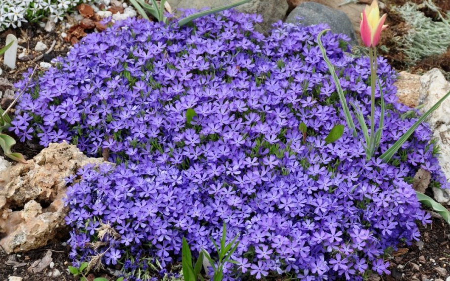 Флокс шиловидный сиреневый