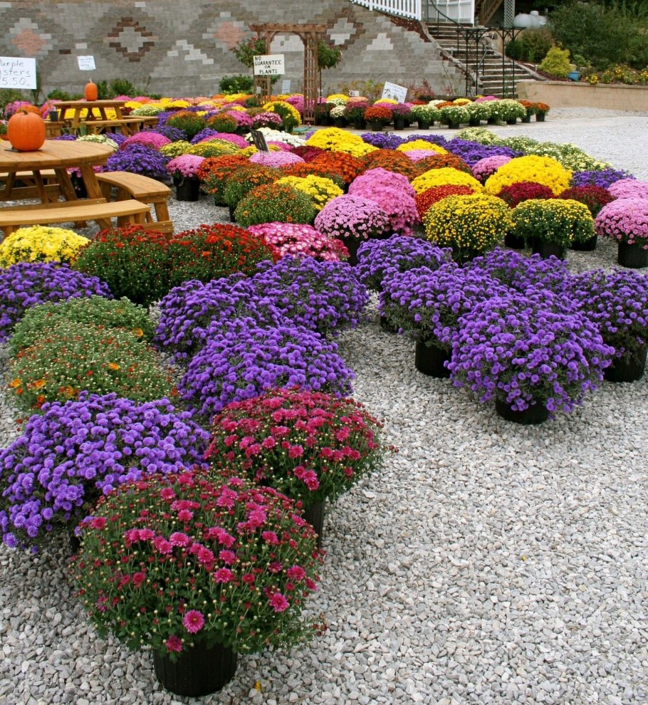 Флокс стелющийся шиловидный