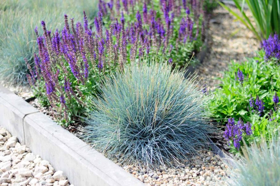 Астра сентябринка многолетняя