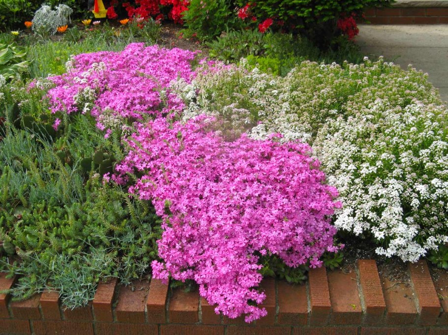 Хризантемы многолетние мультифлора