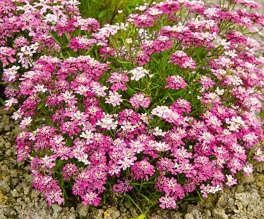 Низкорослые растения