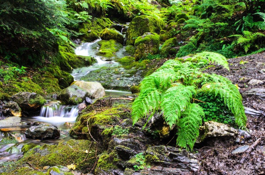 Папоротник плавун