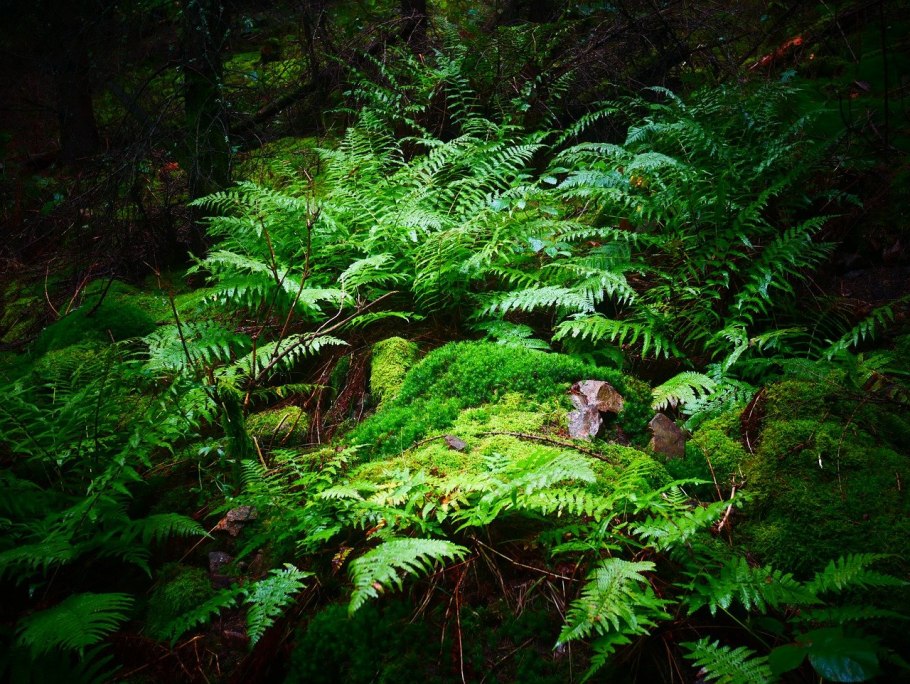 Папоротниковый мох