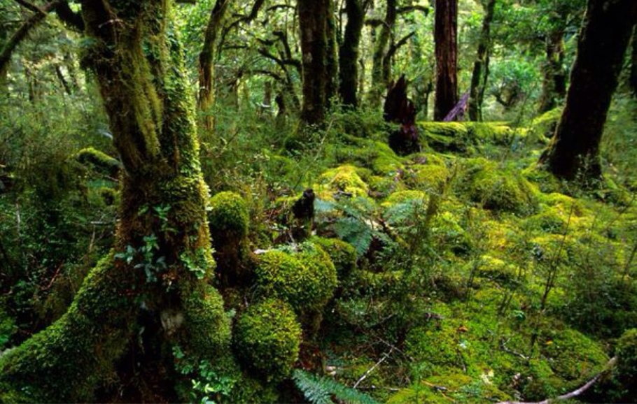 Гигрофит папоротник