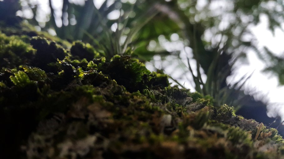 Папоротникообразные и мхи