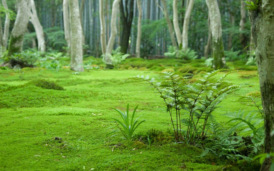 Сфагнум болотный папоротникообразных