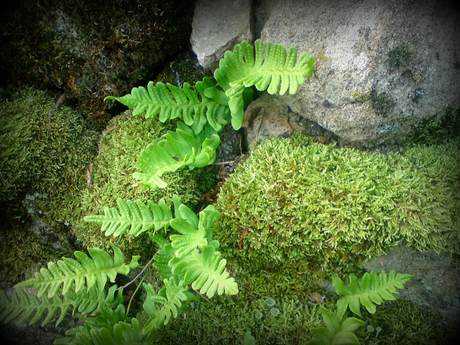 Папоротниковый мох