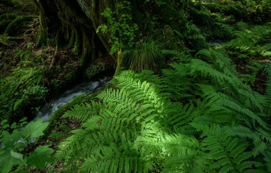 Папоротниковый мох