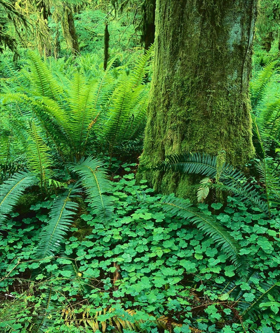 Папоротник Дальневосточный