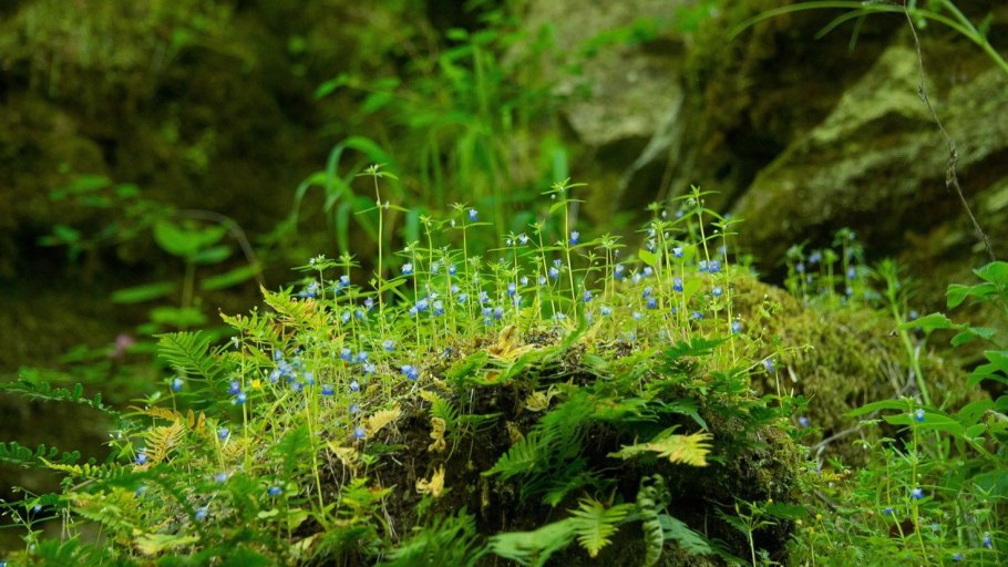 Папоротник сфагнум