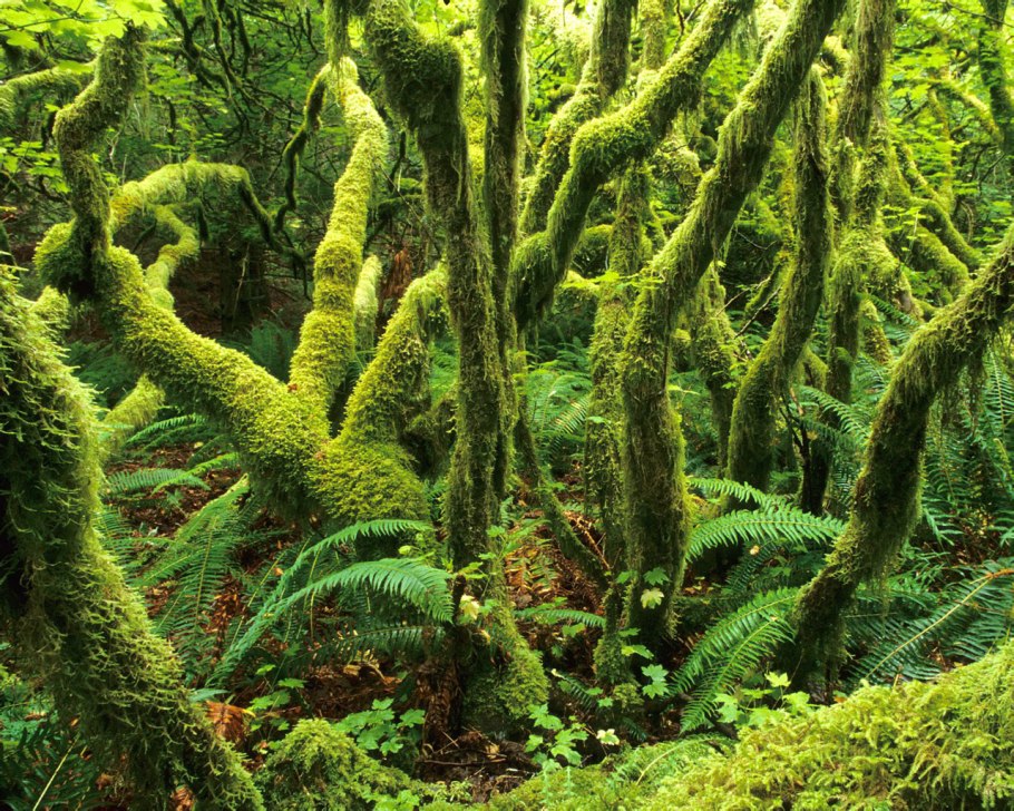 Папоротники это споровые растения