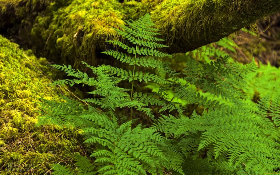 Папоротниковые леса Шотландии.