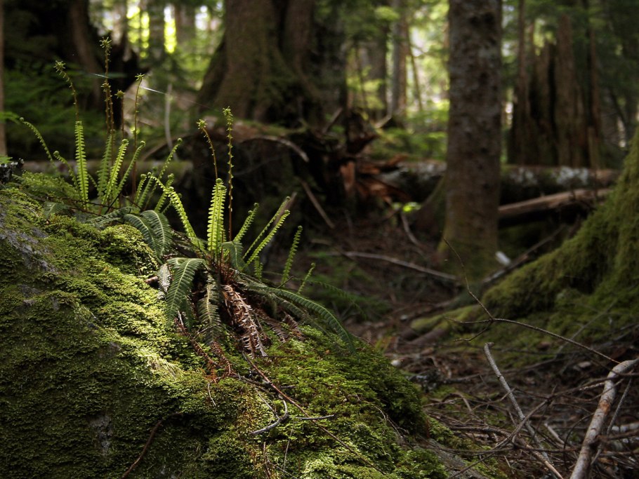 Папоротник ежовик