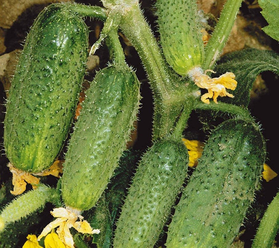 Гавриш огурец Драгун (a)