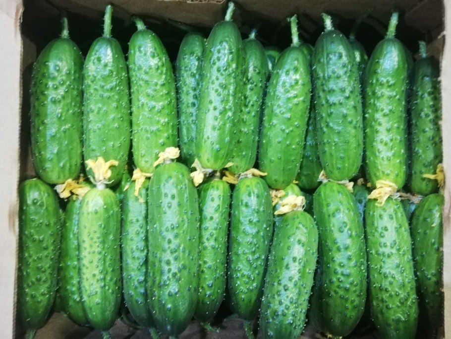 Огурец Аленушка f1