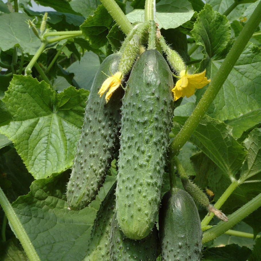 Семена огурец Дездемона