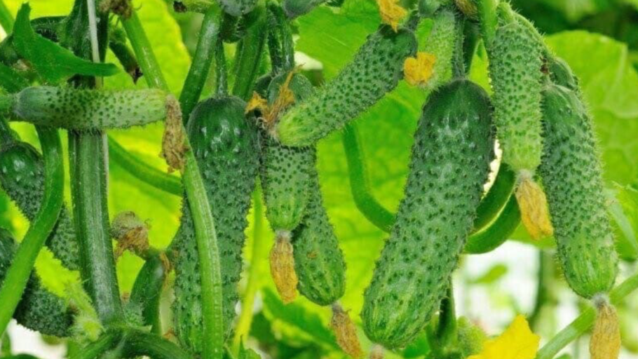 Тазик огурцов