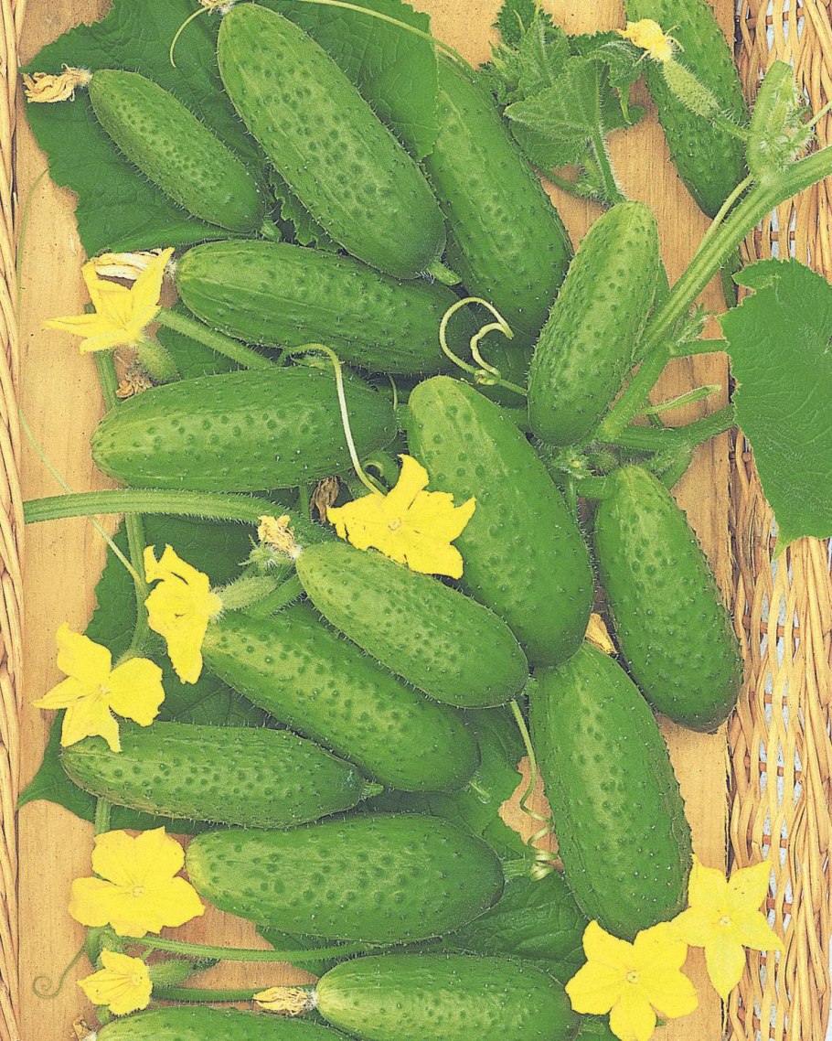 Огурец антисипатор f1