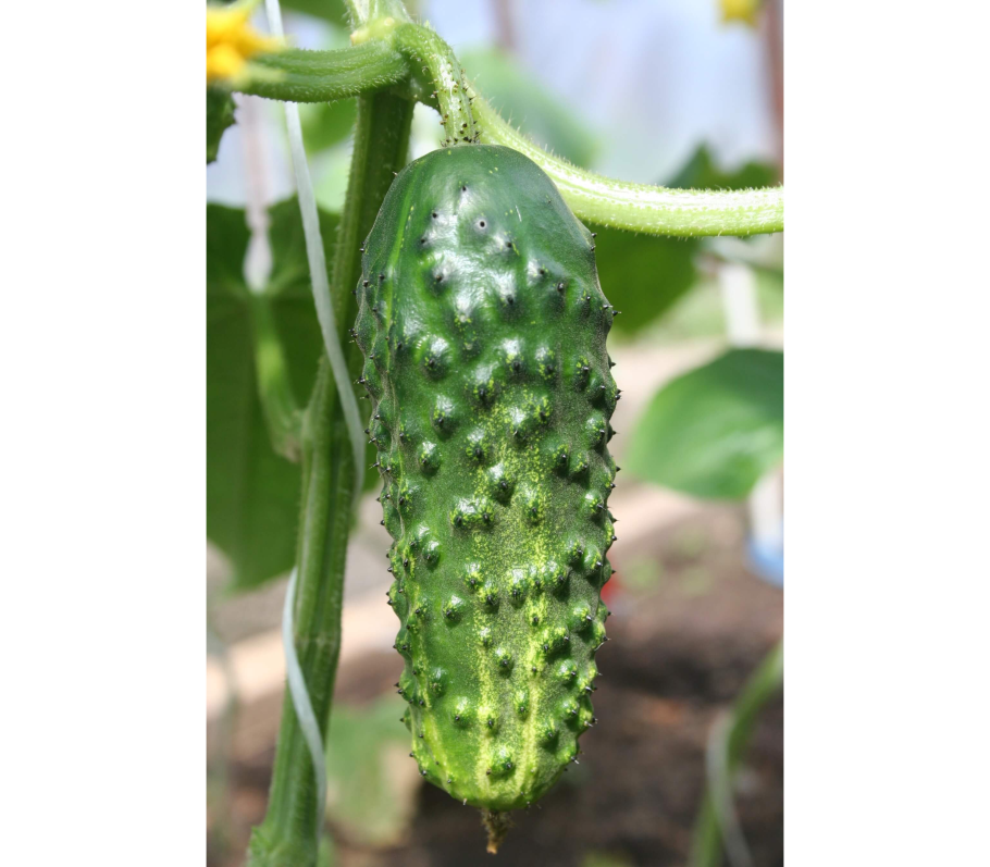 Гавриш огурец мурашка f1