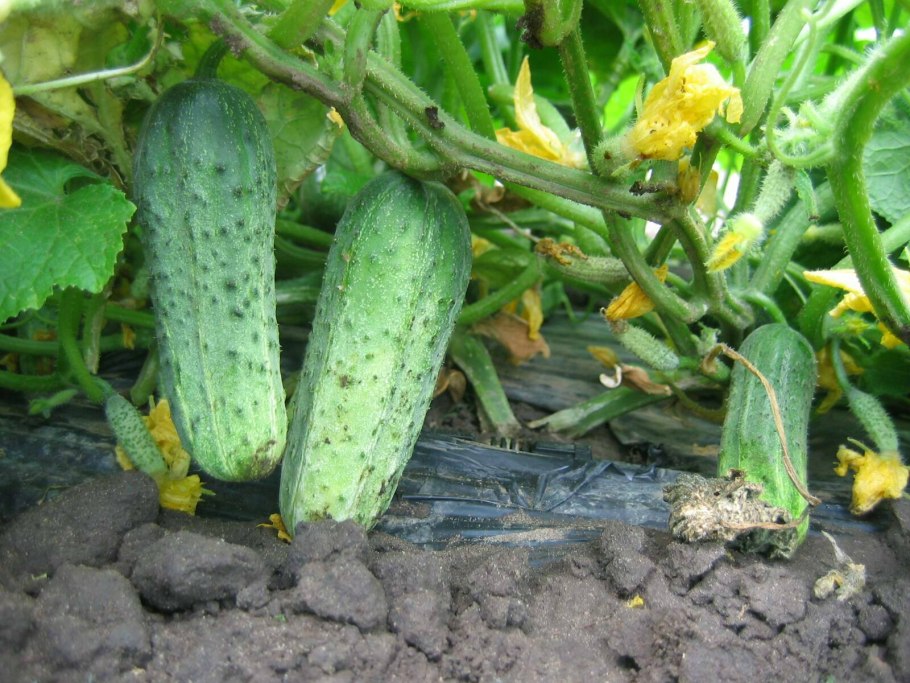 Феникс ф1 огурцы