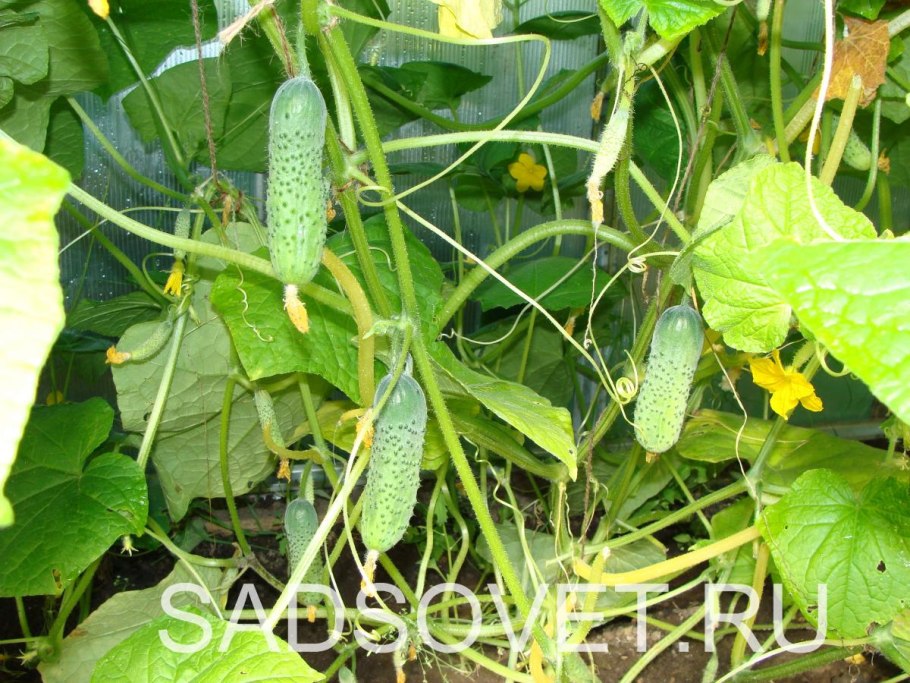 Комнатное растение огурец
