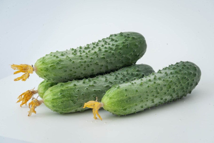 Огурец Сотник f1