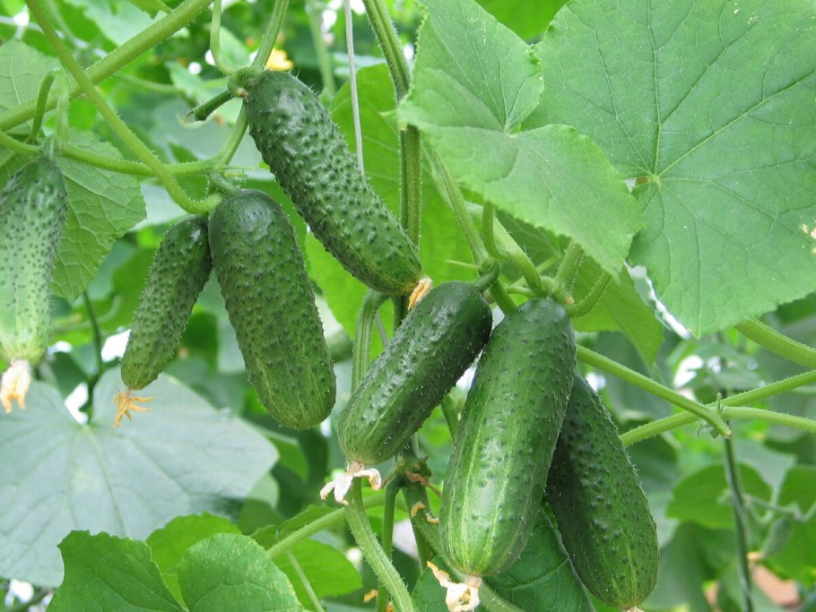 Сорт огурца тополёк