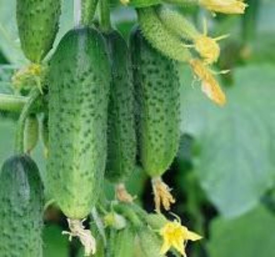 Огурец Бьерн