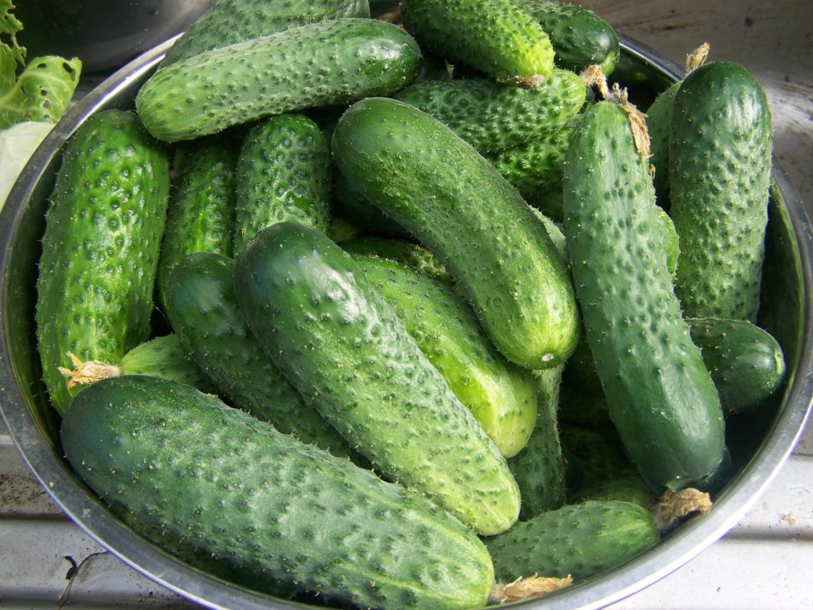 Огурцы летом
