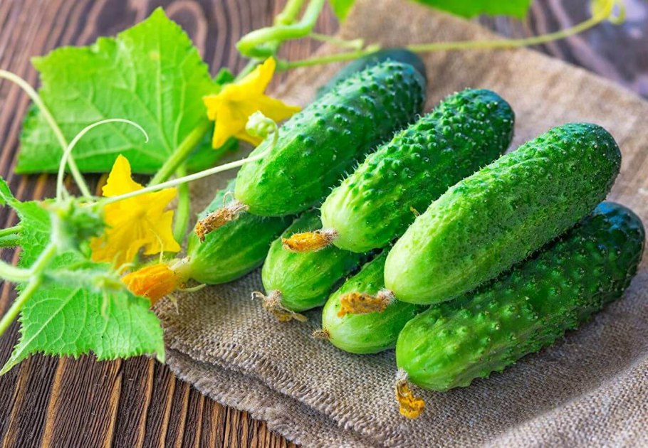 Огурец голубчик f1 внииссок