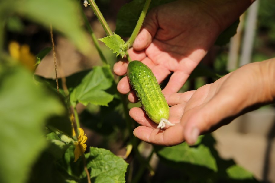 Сорт огурцов