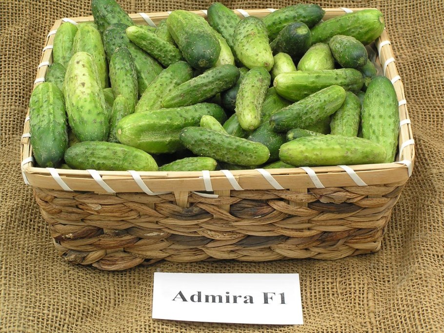 Гибрид "колорит" огурец