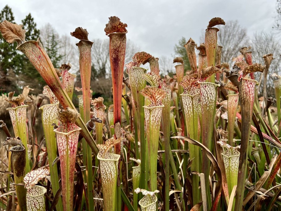 Саррацения цветение