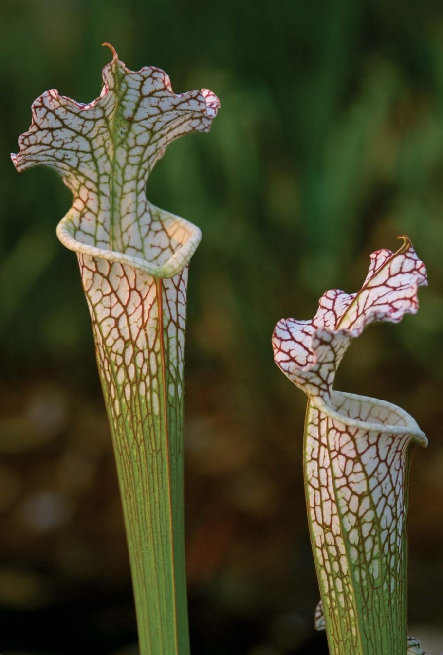 Саррацения (Sarracenia)