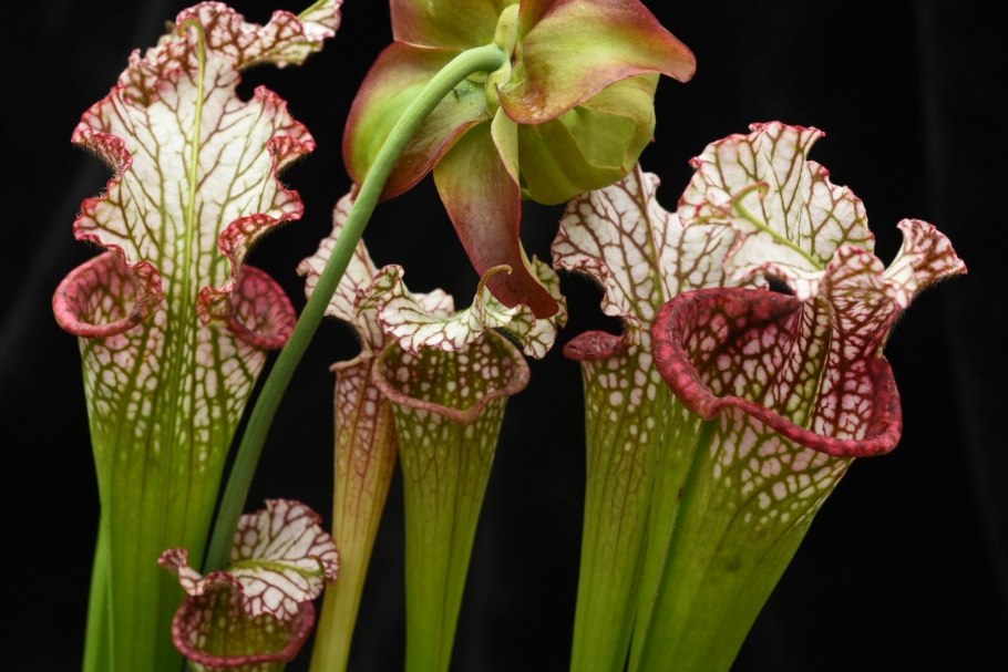 Саррацения пситтацина