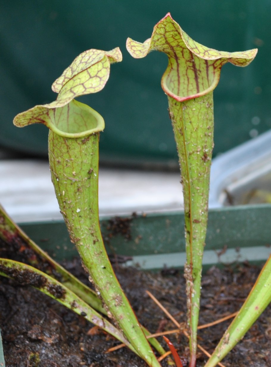 Хейридопсис Пурпурея