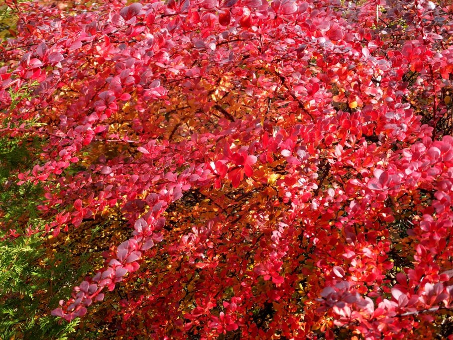 Барбарис Тунберга осенью куст