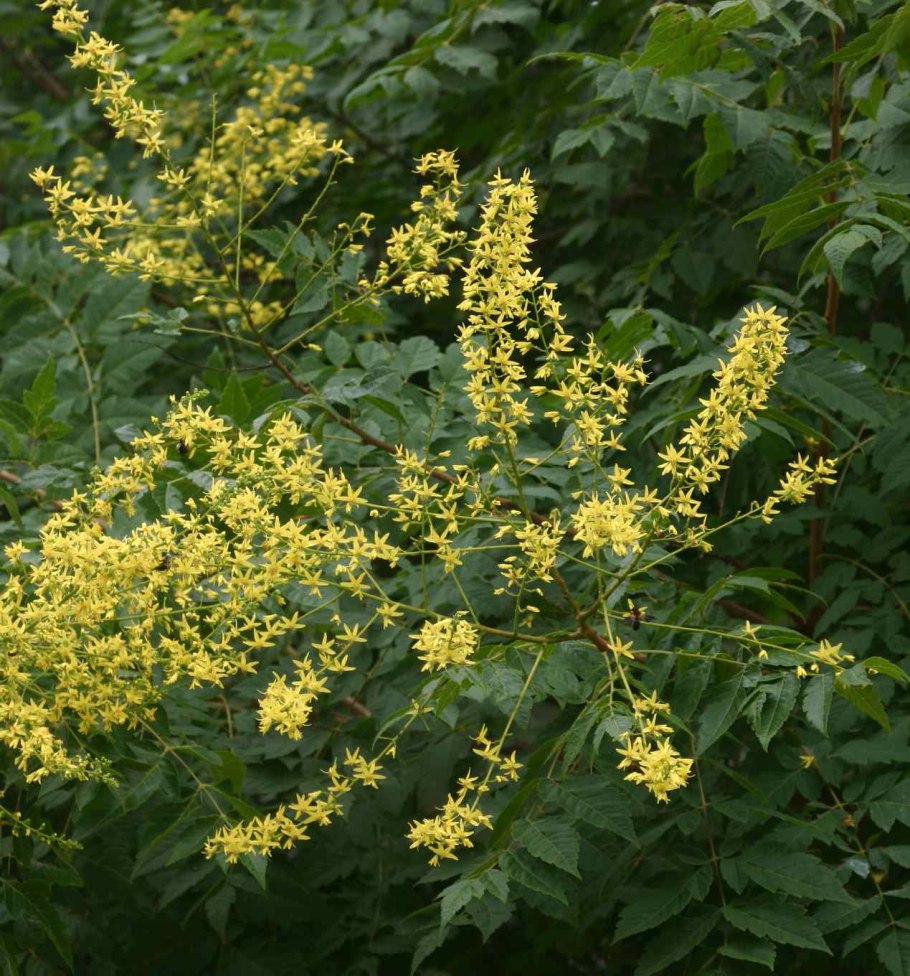 Багряник японский