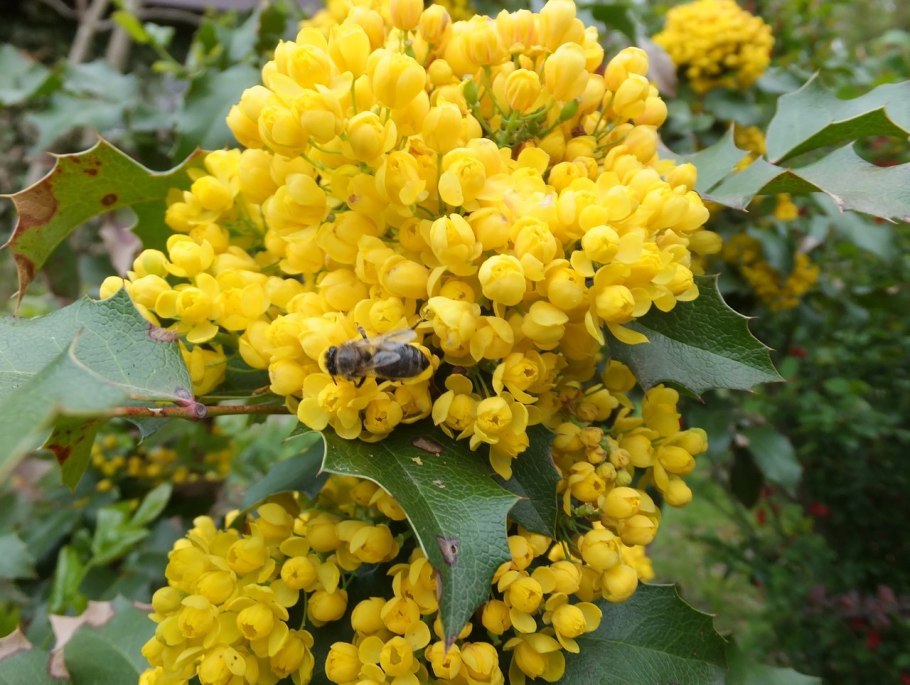 Клюква листопадный кустарник