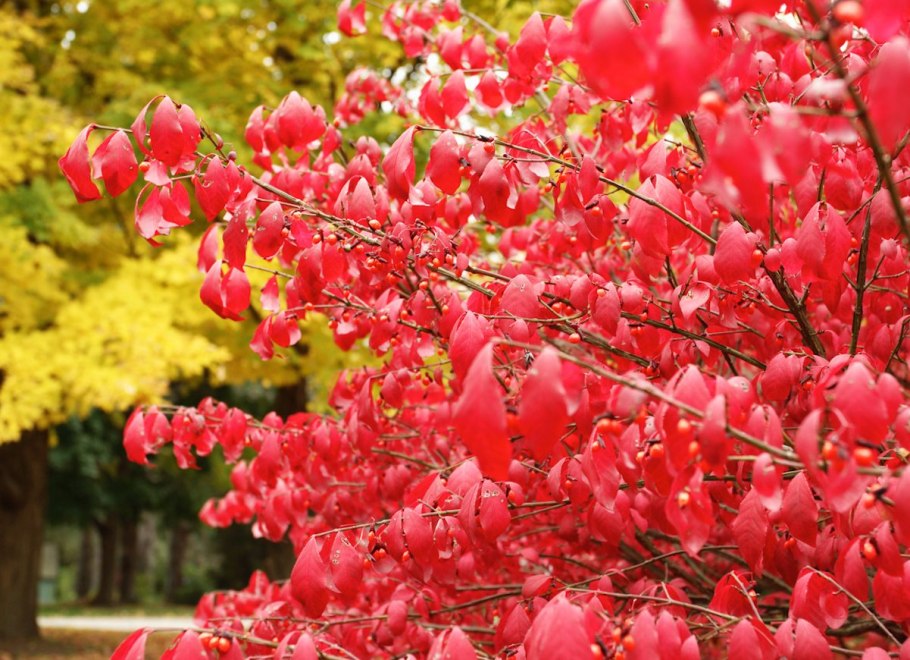 Барбарис Амурский (Berberis amurensis Rupr.)