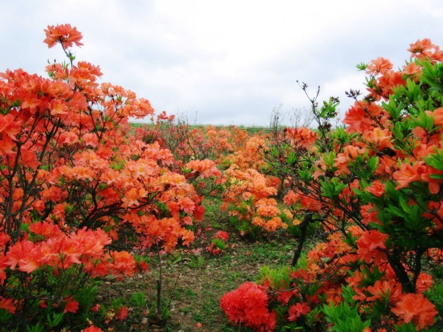 Бересклет крылатый Файр бол